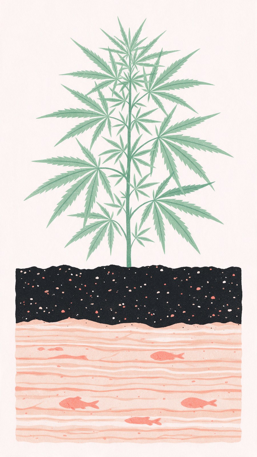 Cross section of Gotland ground: fossil bearing limestone at the bottom, soil above, and a hemp plant growing out of it