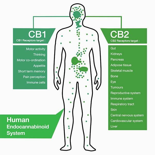 Det menneskelige endocannabinoide system med CB1 og CB2 receptorer