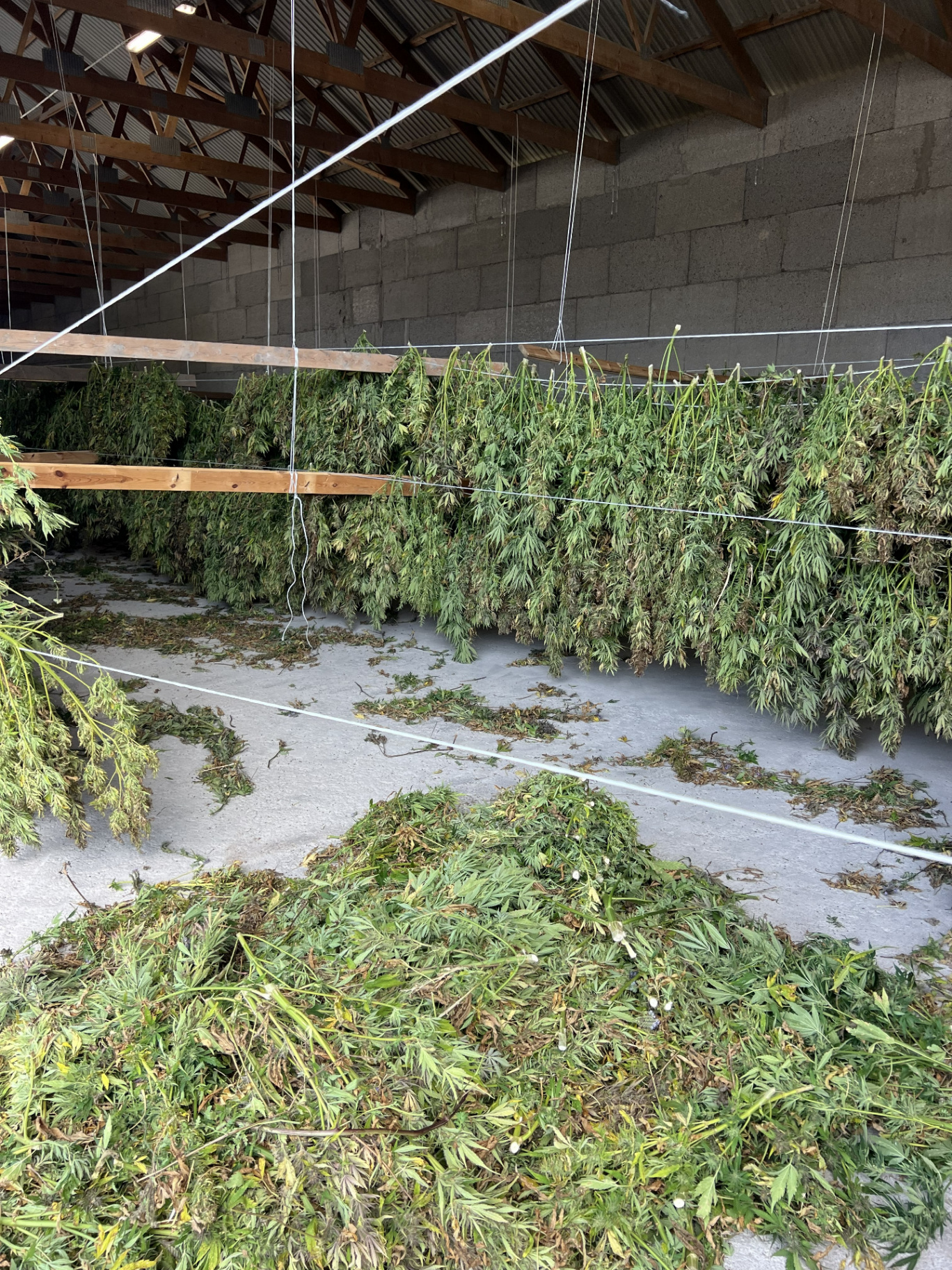 Från hampa till färdig produkt, CBD-processen