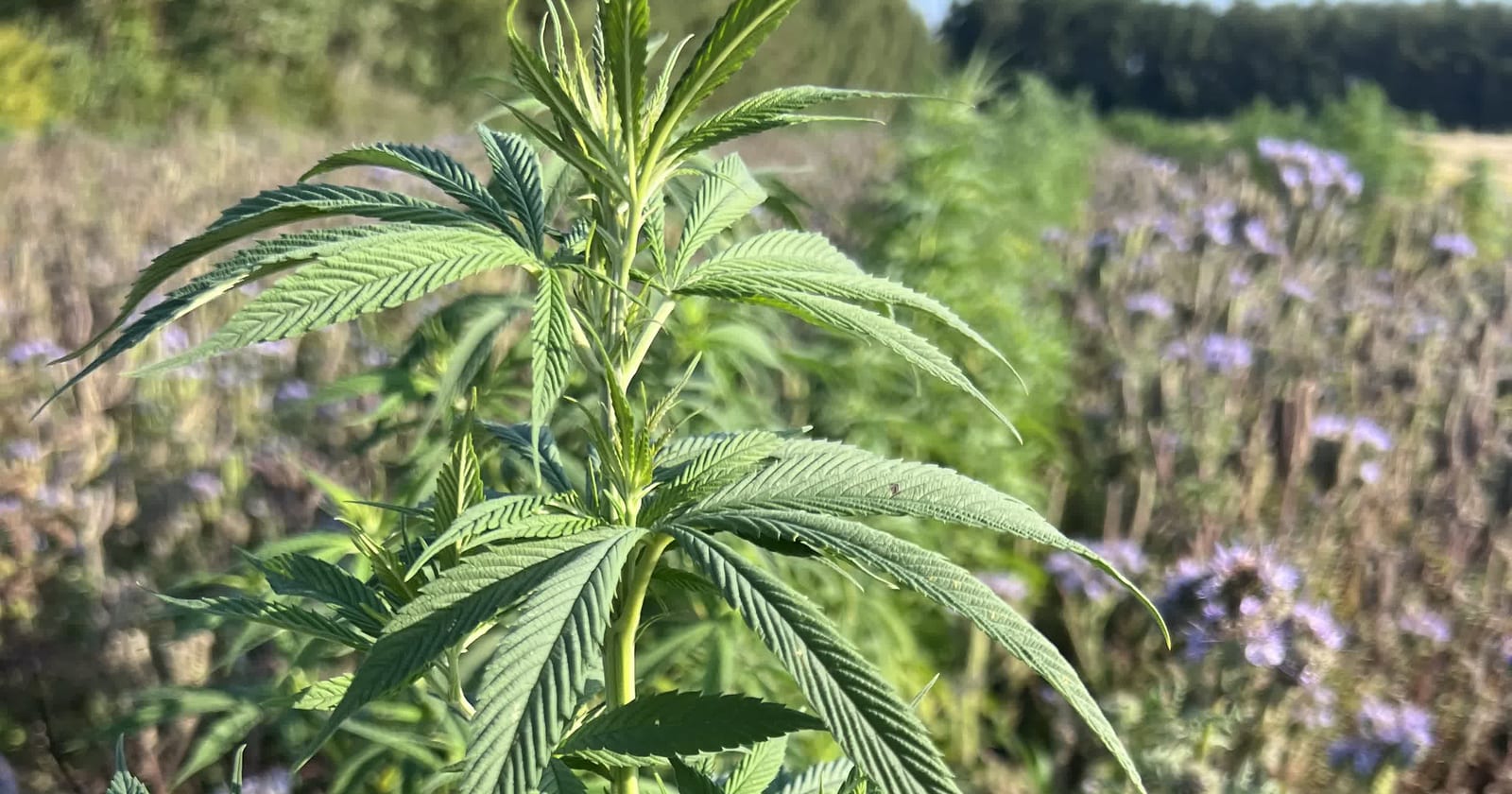 Regenerative farming: why the hemp is grown with flowers between the rows
