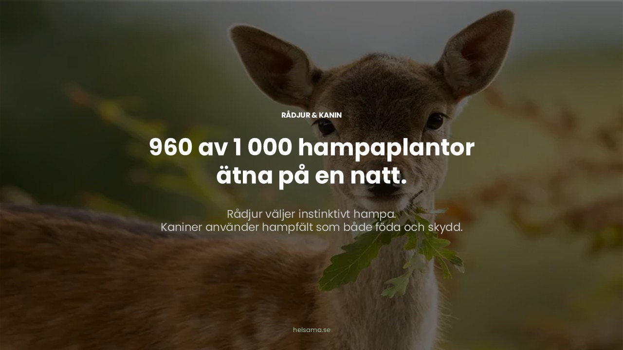 Loomad teavad juba — kanep söödana